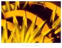 Fotodise�o (10), de Adri�n G�mez.