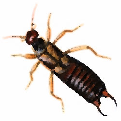 El desmonte del cortapichas