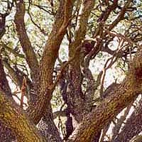 Imagen de una encina situada en Luyego, Le&oacute;n (Espa&ntilde;a)