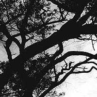 Detalle de una fotograf&iacute;a de Carmelo Raydan.