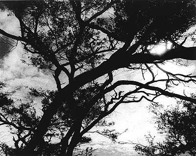 ributo al Cuj&iacute;, fotograf&iacute;a de Carmelo Raydan.