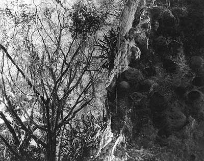 Un rinc&oacute;n de la floresta, fotograf&iacute;a de Carmelo Raydan.