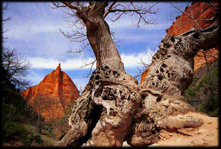 Le&oacute;n, fotograf&iacute;a de Koldo Badillo.