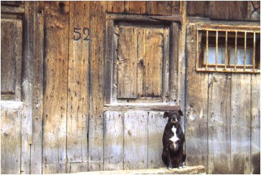 Perro, de Jos&eacute; Luis Berrocal