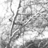 Detalle de una fotograf&iacute;a de Fabio Borquez.