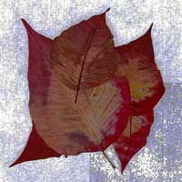 Composici&oacute;n de Eld&iacute;goras