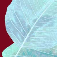 Composici&oacute;n de Eld&iacute;goras.