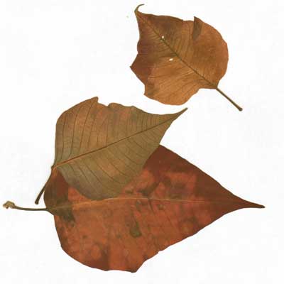 Hojas, composici&oacute;n digital de Eld&iacute;goras.