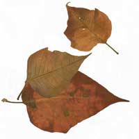 Composici&oacute;n de Eld&iacute;goras