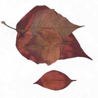 Composici&oacute;n de Eld&iacute;goras.