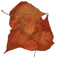 Composici&oacute;n de Eld&iacute;goras.