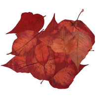 Composici&oacute;n de Eld&iacute;goras