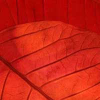 Composici&oacute;n de Eld&iacute;goras.