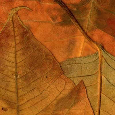 Hojas, composici&oacute;n digital de Eld&iacute;goras.