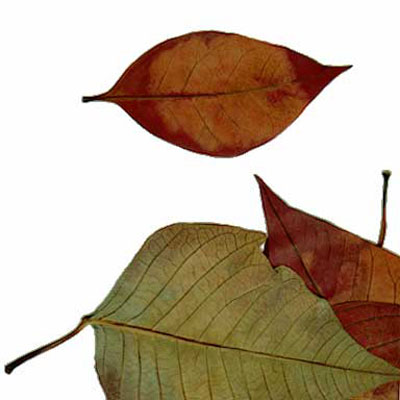 Hojas, composici&oacute;n digital de Eld&iacute;goras.