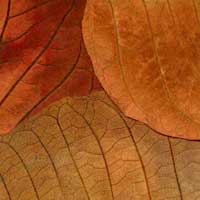 Composici&oacute;n de Eld&iacute;goras.