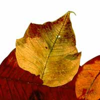 Composici&oacute;n de Eld&iacute;goras