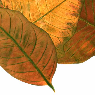 Hojas, composici&oacute;n digital de Eld&iacute;goras.