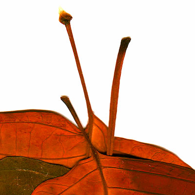 Hojas, composici&oacute;n digital de Eld&iacute;goras.