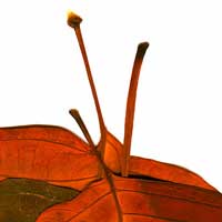 Composici&oacute;n de Eld&iacute;goras.