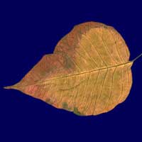 Composici&oacute;n de Eld&iacute;goras