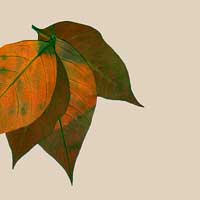 Composici&oacute;n de Eld&iacute;goras