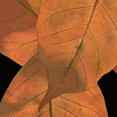 Hojas, composici&oacute;n digital de Eld&iacute;goras.