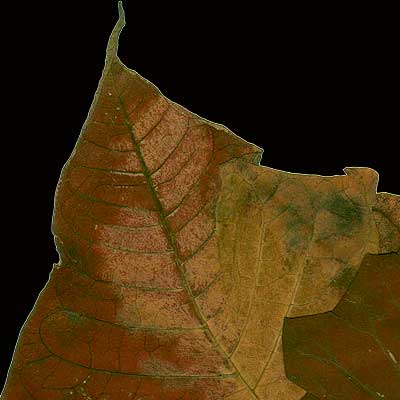 Hojas, composici&oacute;n digital de Eld&iacute;goras.