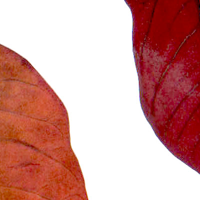 Hojas, composici&oacute;n digital de Eld&iacute;goras.