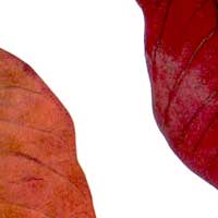 Composici&oacute;n de Eld&iacute;goras.