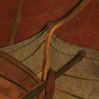 Composici&oacute;n de Eld&iacute;goras.