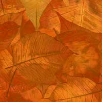 Composici&oacute;n de Eld&iacute;goras