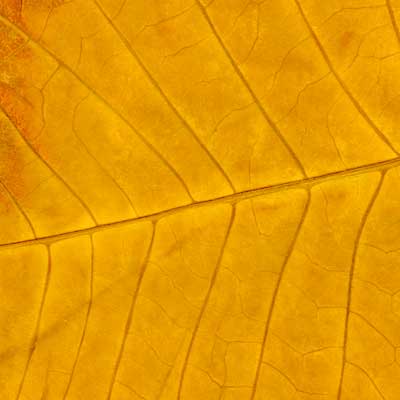 Hojas, composici&oacute;n digital de Eld&iacute;goras.