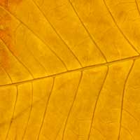 Composici&oacute;n de Eld&iacute;goras.