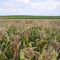 La rutina de don Anselmo.