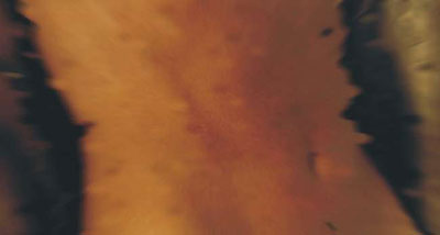 Anatom&iacute;a-8, obra digital de Juan Barbagelata