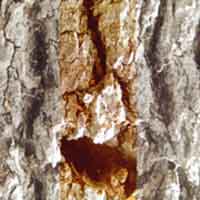 FJC - Serie tierra 1.