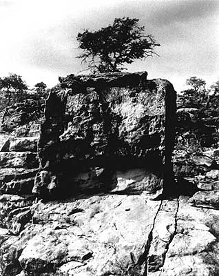 Ara, fotograf&iacute;a de Carmelo Raydan.