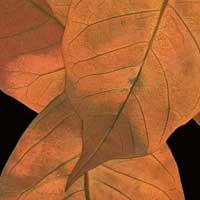 Composici&oacute;n de Eld&iacute;goras.